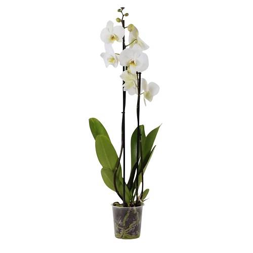 Orquídea Phalaenopsis